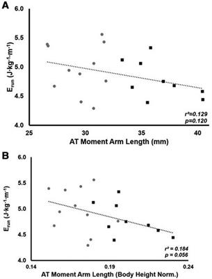 How do differences in Achilles’ tendon moment arm lengths affect muscle-tendon dynamics and energy cost during running?